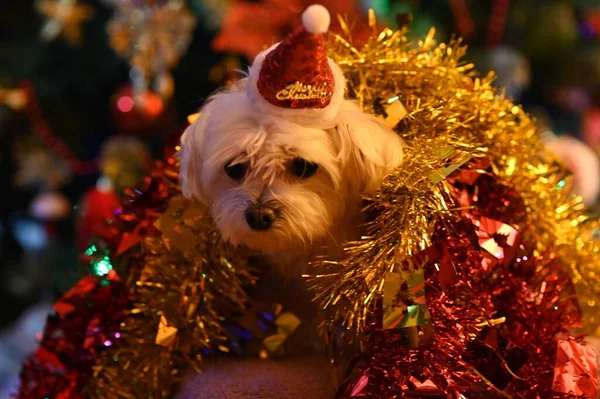 Küçük Şirin Beyaz Köpek Noel Ağacının Yanında Poz Veriyor — Stok fotoğraf