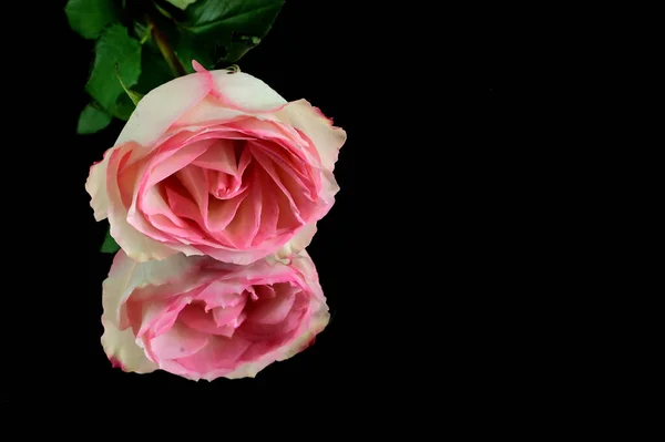 美丽的玫瑰花 暗色背景反射 夏日概念 — 图库照片