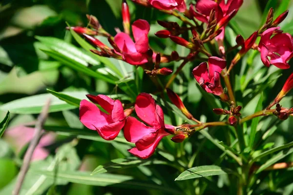 夏日阳光明媚的花园里 盛开着美丽的花朵 — 图库照片