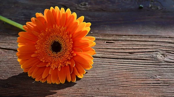 Krásná Gerbera Květina Dřevěném Pozadí Letní Koncept Zblízka — Stock fotografie