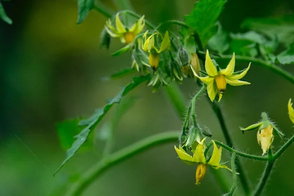 Bellissimi Fiori Che Crescono Giardino Estate Giornata Sole — Foto Stock