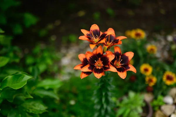 Schöne Lilien Wachsen Garten Sonnigen Sommertag — Stockfoto