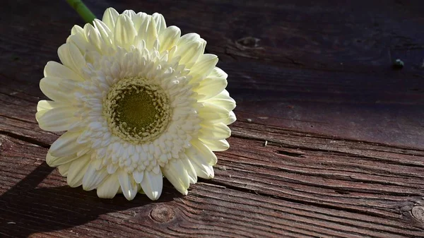 Tahta arka planda güzel Gerbera çiçeği, yaz konsepti, yakın görüş   