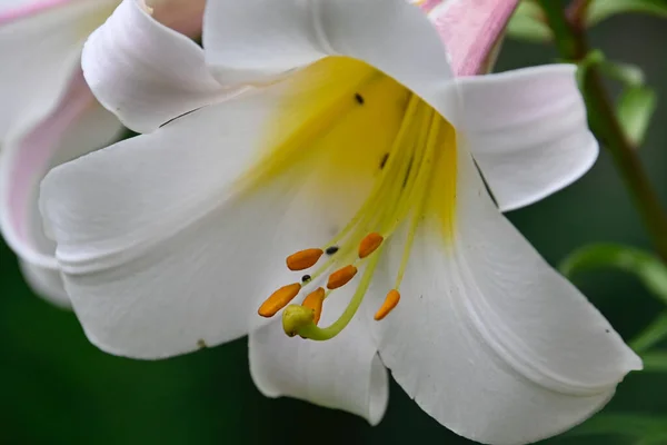 Beaux Lis Poussant Dans Jardin Journée Ensoleillée Été — Photo