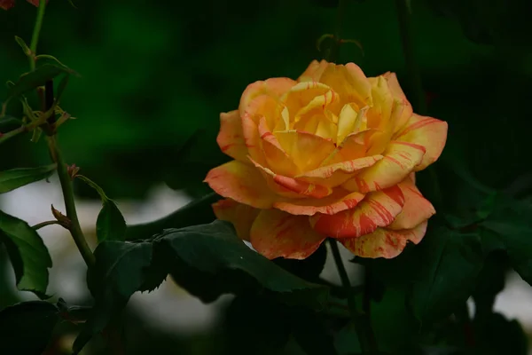 Hermosa Rosa Creciendo Jardín Verano Día Soleado —  Fotos de Stock