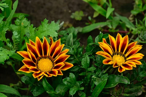 Gyönyörű Virágok Nőnek Kertben Nyáron Napsütéses Nap — Stock Fotó