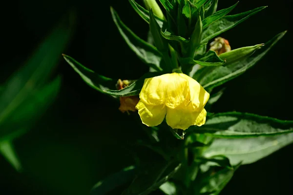 夏の晴れた日に庭で育つ美しい花 — ストック写真