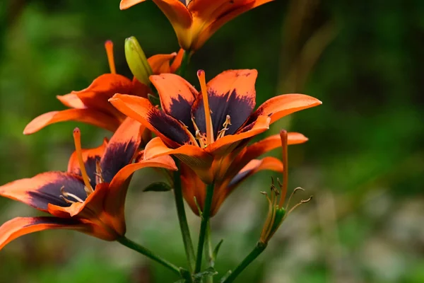 Beaux Lis Poussant Dans Jardin Journée Ensoleillée Été — Photo