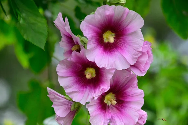 夏の晴れた日に庭で育つ美しい湿原の花 — ストック写真