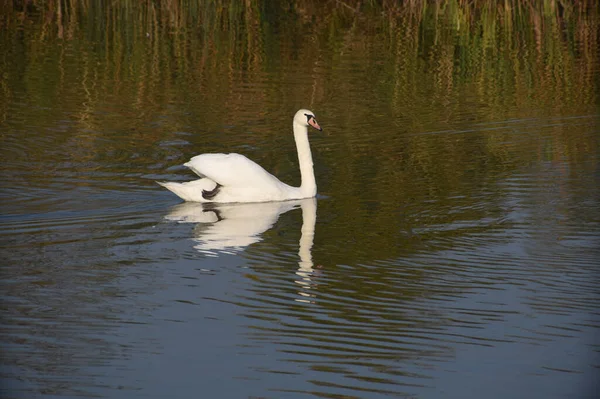 Belo Cisne Branco Nadando Superfície Água Lago Dia Verão — Fotografia de Stock