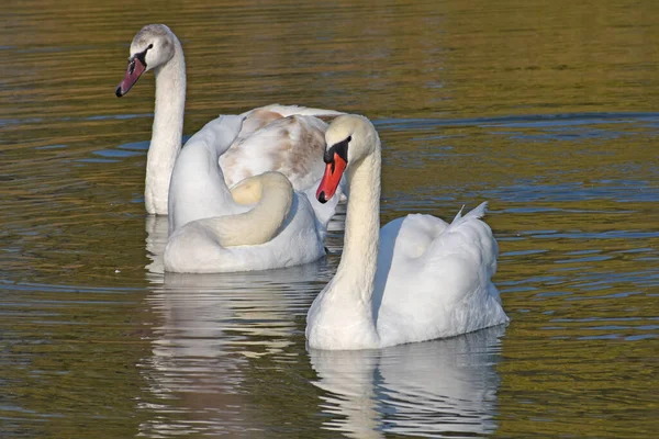 Beautiful White Swans Swimming Lake Water Surface Summer Day — Stock Photo, Image