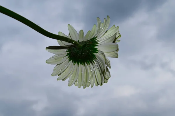 Hermosa Flor Gerberas Fondo Del Cielo Concepto Verano Vista Cercana —  Fotos de Stock