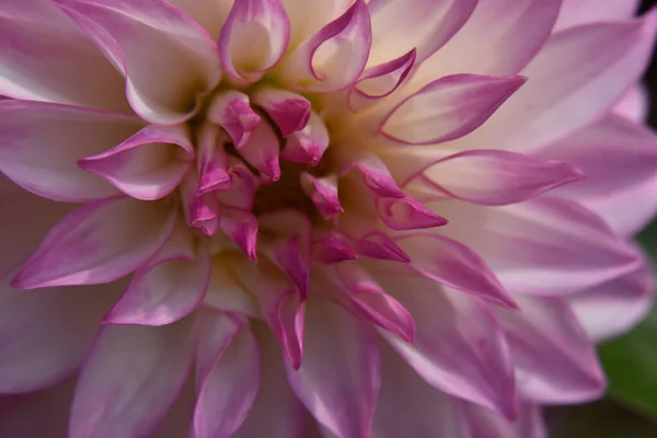 Beautiful Chrysanthemum Flower Growing Garden Summer Sunny Day — Stock Photo, Image