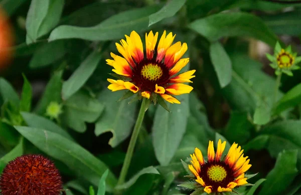 Schöne Blumen Garten — Stockfoto