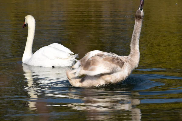 Beaux Cygnes Blancs Nageant Sur Surface Eau Lac Jour Été — Photo