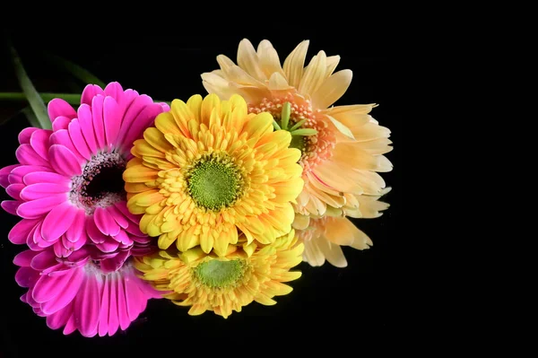 Belas Flores Gerbera Com Reflexões Sobre Fundo Escuro Conceito Verão — Fotografia de Stock