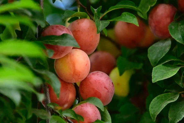 Boom Met Rijpe Abrikozen Groeiend Buiten Zomerconcept Dichtbij Uitzicht — Stockfoto