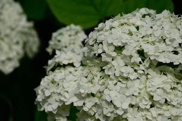 花园里美丽的花 — 图库照片