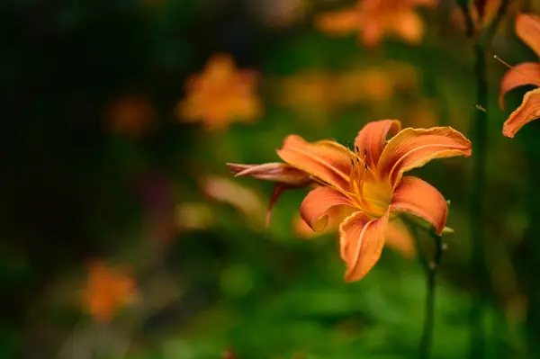 Όμορφα Κρίνα Που Αναπτύσσονται Στον Κήπο Την Ηλιόλουστη Μέρα Του — Φωτογραφία Αρχείου