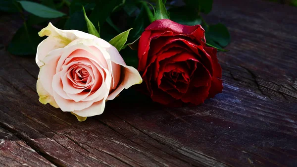 Belas Rosas Fundo Madeira Conceito Verão Vista Perto — Fotografia de Stock