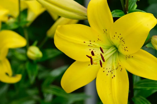 Schöne Lilien Wachsen Garten Sonnigen Sommertag — Stockfoto