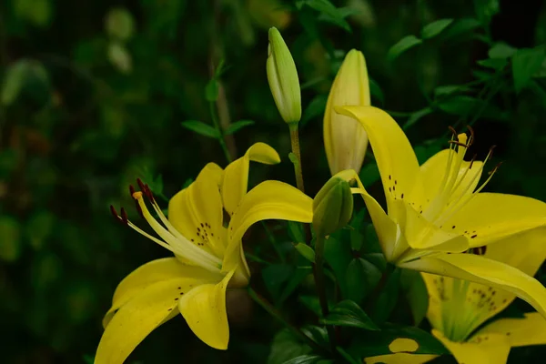 Schöne Lilien Wachsen Garten Sonnigen Sommertag — Stockfoto