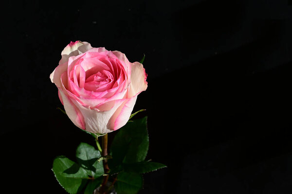Beautiful rose flower on dark background, summer concept, close view