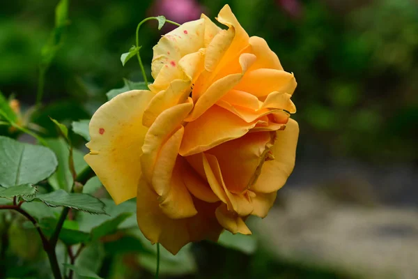 Schöne Rose Wächst Garten Sonnigem Sommertag — Stockfoto