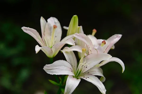 美丽的百合花在夏日的艳阳天长在花园里 — 图库照片