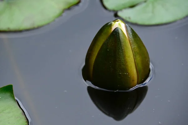 Indah Mekar Teratai Tumbuh Kolam Pada Hari Musim Panas — Stok Foto