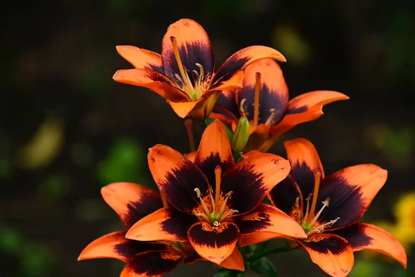 Mooie Lelies Groeien Tuin Zomer Zonnige Dag — Stockfoto