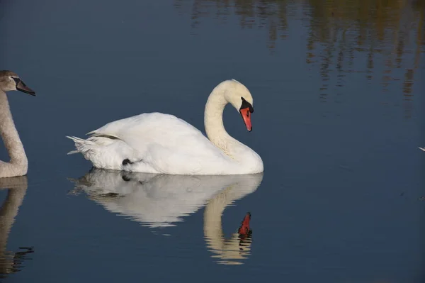 Vackra Vita Svanar Simmar Sjö Vattenytan Sommardagen — Stockfoto