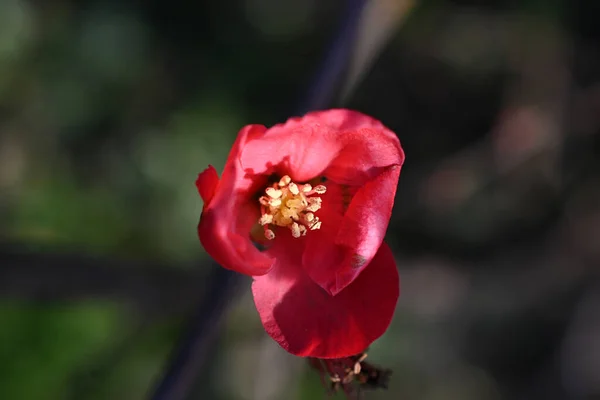 Belas Flores Crescendo Jardim Verão Dia Ensolarado — Fotografia de Stock