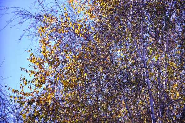 Vue Des Branches Arbres Automne Avec Des Feuilles Jaunes Sur — Photo