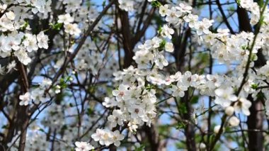 Güzel çiçekli elma ağacı dalları, yakın plan, bahar konsepti.  