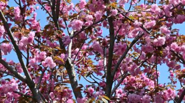 Güzel çiçekli kiraz ağacı dalları, yakın plan, bahar konsepti.  