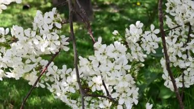 Güzel çiçekli elma ağacı dalları, yakın plan, bahar konsepti.  