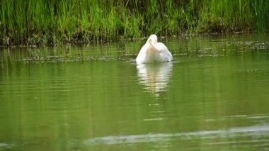 Güzel beyaz kuğu yaz günü göl yüzeyinde yüzüyor. 