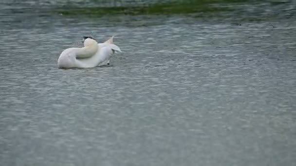 Hermoso Cisne Blanco Nadando Superficie Del Agua Del Lago Día — Vídeo de stock