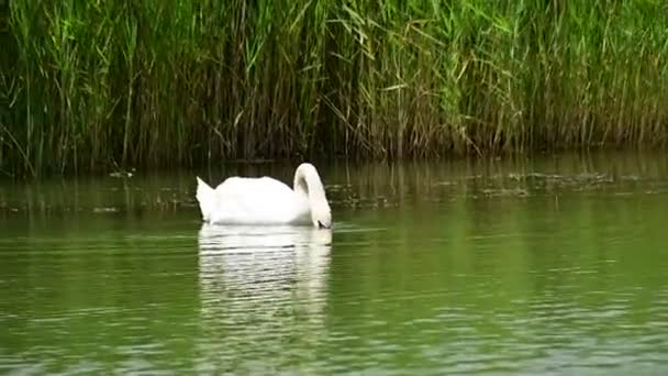 Belo Cisne Branco Nadando Superfície Água Lago Dia Verão — Vídeo de Stock