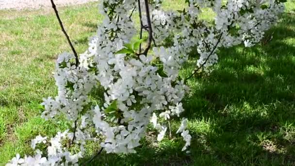 Äppelträd Grenar Med Vackra Blommor Närbild Vårkoncept — Stockvideo
