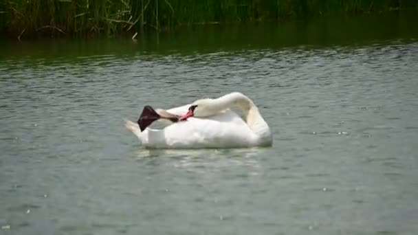 Belo Cisne Branco Nadando Superfície Água Lago Dia Verão — Vídeo de Stock