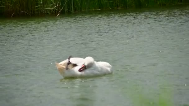 Belo Cisne Branco Nadando Superfície Água Lago Dia Verão — Vídeo de Stock