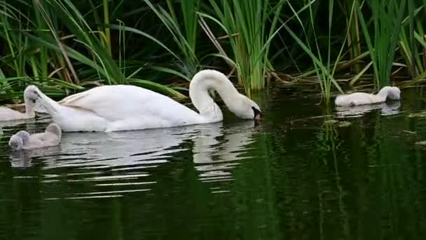 Красивий Білий Лебідь Дитинчатами Плаває Поверхні Води Озера Літній День — стокове відео