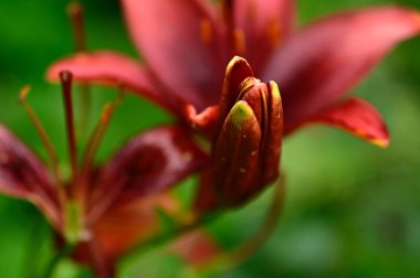 Güneşli yaz gününde bahçede yetişen güzel zambaklar. 