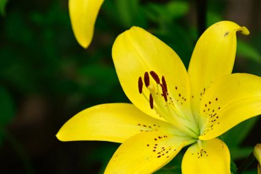 Güneşli yaz gününde bahçede yetişen güzel zambaklar. 