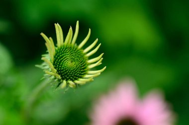 Güneşli yaz gününde bahçede yetişen güzel çiçekler. 