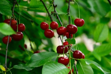 Olgun kirazlı ağaç açık havada büyüyor, yaz konsepti, yakın görüş  