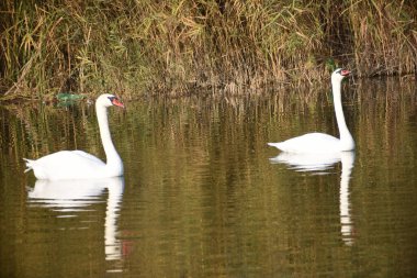 Güzel beyaz kuğular yaz günü göl yüzeyinde yüzerler. 
