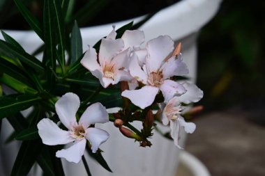 Bahçedeki güzel çiçekler